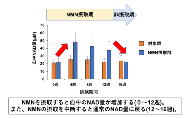 図1　試験期間中の血中NAD+濃度の推移