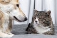 ❝生涯にわたりペットライフを支える❞　ペッツファーストの老犬・老猫ホーム