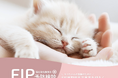 ペッツファーストグループ|ペッツファースト動物病院にて「FIP(猫伝染性腹膜炎)予防検診」開始のお知らせ