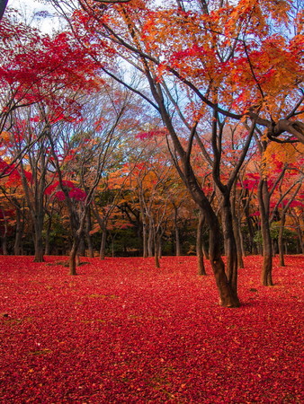 東京大回廊写真コンテスト入選作品「赤い絨毯」神永和行