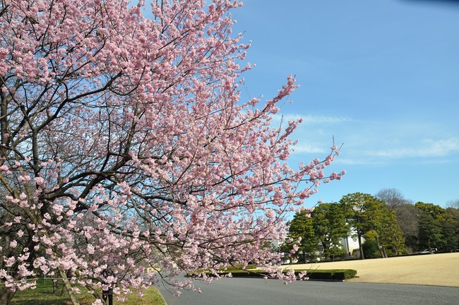 皇居東御苑内 桜の島の 椿寒桜