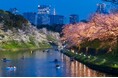 東京の春の風物詩 千代田のさくらまつり 約700mにわたる幻想的な光景皇居千鳥ヶ淵 夜桜ライトアップの開催期間が3/28~4/8に決定