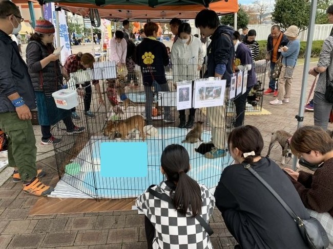 保護犬譲渡会は毎週開催しています