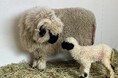 出産ラッシュ‼世界一可愛いと称される羊の赤ちゃん生まれたよ!スイス原産もふもふ羊の赤ちゃんに会いに来てね。