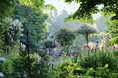 神秘的な朝バラが始まりを告げる!花と緑が奏でる湖国の庭園「ローザンベリー多和田」にバラと宿根草の美しい世界が広がります