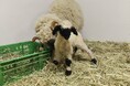 春の便り♪世界一可愛い羊の赤ちゃんが今年も生まれました‼出産ラッシュが続きます♪