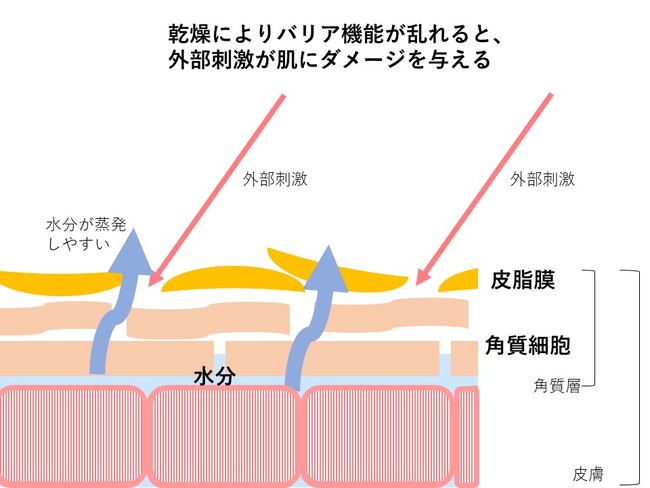 バリア機能が低下した肌のイメージ