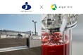 アスタキサンチン高含有の藻類製造、商用化へ — アルガルバイオと日本生物科学研究所の共同開発が結実
