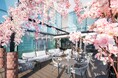【ロッテシティホテル錦糸町】お花見気分でホテルグルメを味わえる♪春の期間限定「SAKURA Terrace Café & Bar」オープン