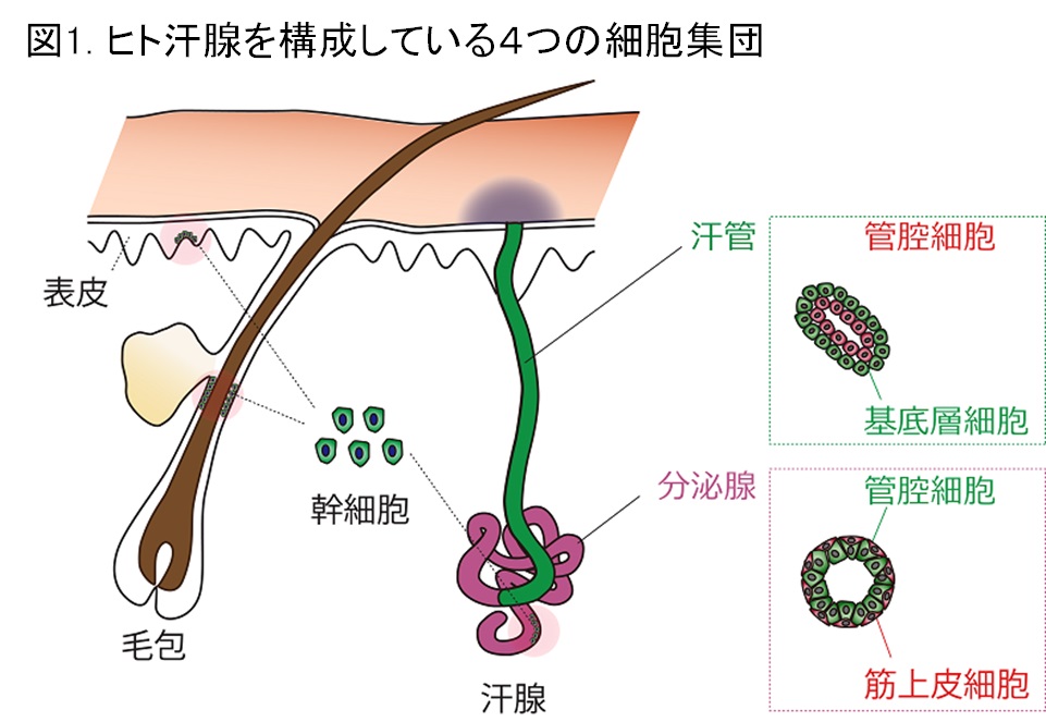 安全性と副作用