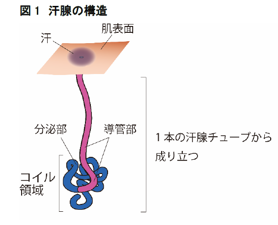 マンダム 体温調整を担うヒト汗腺において発汗収縮の可視化と数値化により 評価法の確立に成功 次世代制汗 剤の開発を目指して 株 マンダムのプレスリリース マンダム 体温調整を担うヒト汗腺において発汗収縮の可視化と数値化により 評価法の確立に成功 次世代制汗 剤の開発を目指して 株 マンダムのプレスリリース
