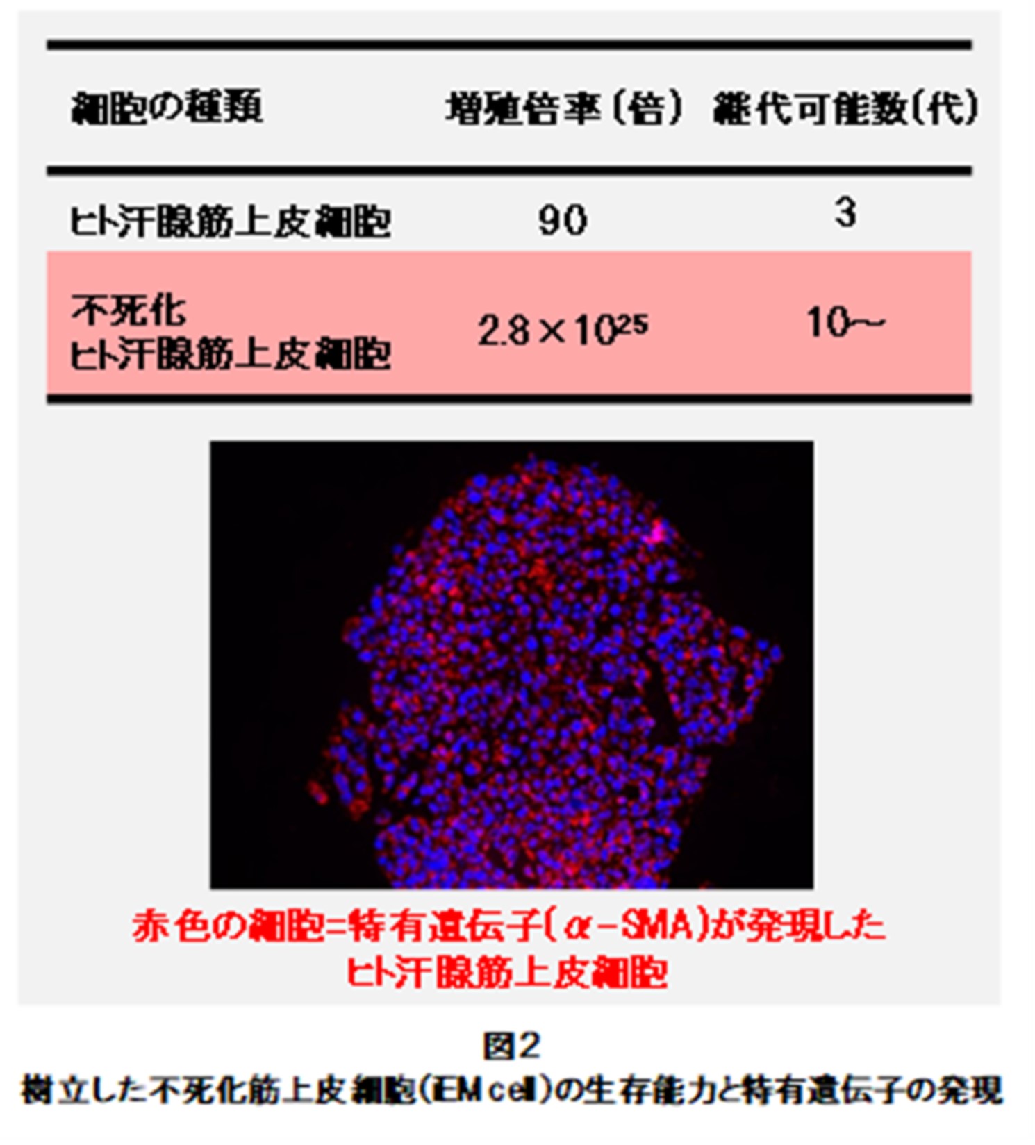 次世代制汗剤開発 発汗機能障害 汗腺再生の研究に使用できる 長期培養が可能なヒト汗腺の筋上皮細胞の樹立に成功 株 マンダムのプレスリリース