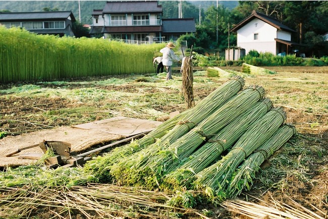 大麻取締法の見直しが進む現在、「日本人にとってそもそも大麻とは何か？」を明らかにする書籍が刊行！ | 株式会社イースト・プレスのプレスリリース