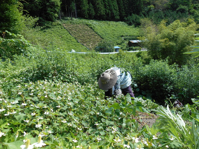 伊吹山の麓で自生する薬草を収穫