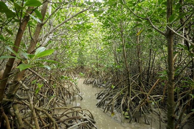 伊良部島と下地島の間に群生するマングローブ林