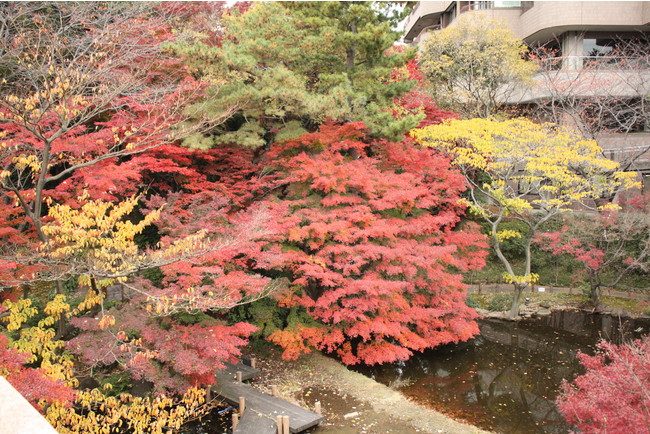 東京マリオットホテルに隣接する御殿山庭園（紅葉見頃：11月頃）