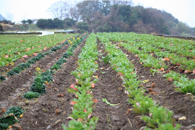 今回は食の宝庫 長崎県の魅力をお届けします。