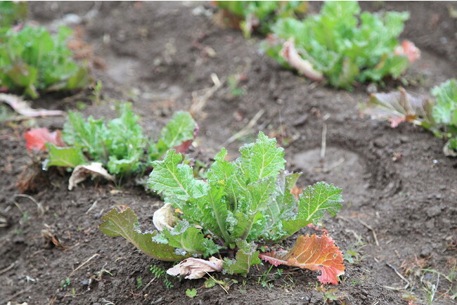 畑ですくすくと育つ根元のこぶが特長の伝統野菜「雲仙こぶ高菜」