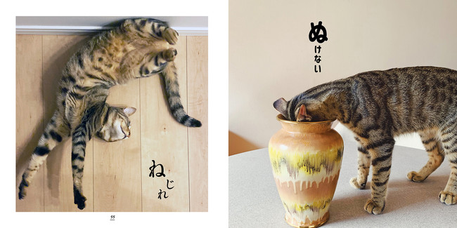 キジトラ猫好きによる キジトラ猫好きのための キジトラ猫写真集が発売 株式会社東京ニュース通信社のプレスリリース