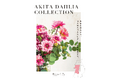 秋田市産ダリア×日比谷花壇タイアップキャンペーンフェア「AKITA DAHLIA COLLECTION」を2024年も開催いたします!