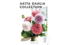 秋田市産ダリア 日比谷花壇タイアップキャンペーン ａｋｉｔａ ｄａｈｌｉａ ｃｏｌｌｅｃｔｉｏｎ 開催 秋田市のプレスリリース