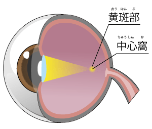 ブルーライト(青色光)から網膜を保護する働きがあること