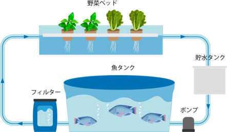 水産養殖と水耕栽培を掛け合わせた次世代農業 アクアポニックス を活用し 農業 福祉 Itで障がい者支援を開始 一般社団法人ウェルフェアおきなわのプレスリリース