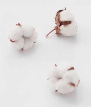 スタジオ ヨギー 着る ことも農業 土に触れ 綿花栽培を体験しよう スタジオ ヨギー 綿花農場体験 In 長野 を8 29 土 8 30 日 に実施 株式会社ヨギーのプレスリリース