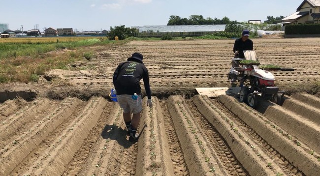 写真：キャベツの定植（植え付け）補助作業の風景