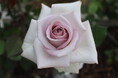ニコライ・バーグマンが手がける「KIOI ROSE WEEK 2026」　「BEYOND THE ROSE.」をテーマに、赤坂プリンス クラシックハウスを背景にした華やかなインスタレーションを展開