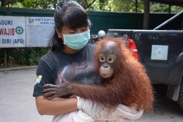 ©2020 Borneo Orangutan Survival Foundation