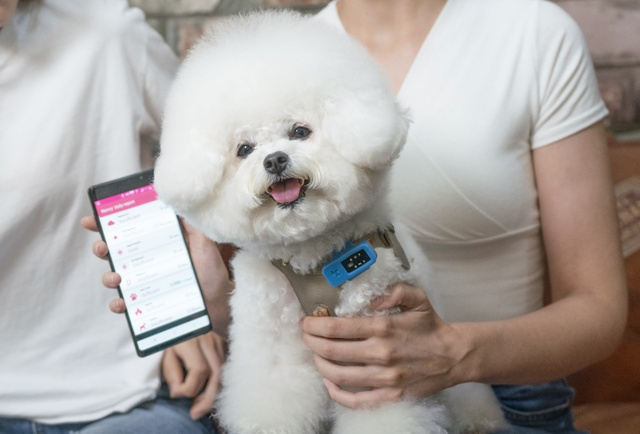 愛犬の健康をアプリで管理できる ペットケアiotデバイス Puppydoc パピードック が日本上陸 12月16日 水 12 00から販売開始 Uniportのプレスリリース