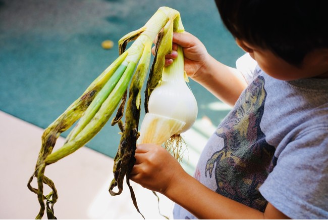 学校 保育所等における食育活動をスタート 食を通して 心身ともに健全で人間性豊かな人材の育成を目指す 株式会社connect Farmのプレスリリース