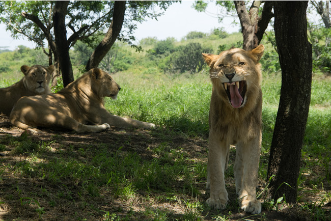 ライオンやゾウなど大地を躍動する生命の宝庫・サファリ（南アフリカ）