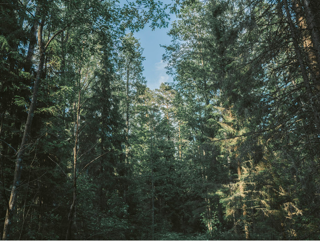エストニアの森