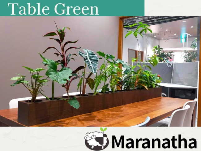 手間がかからない卓上緑化 Table Green 8月26日新発売 株式会社マラナタのプレスリリース