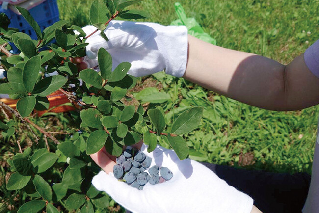 ハスカップを手摘みする様子 ハスカップを手摘みする様子