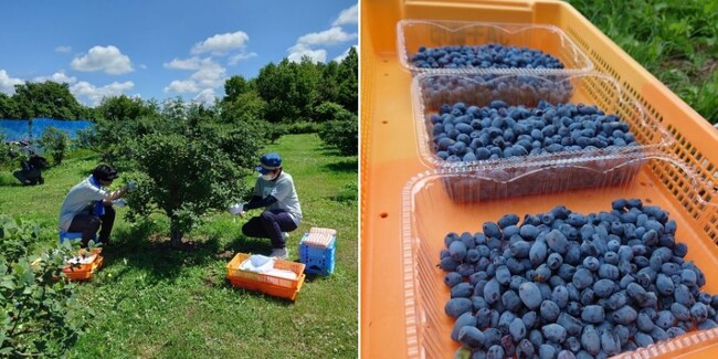 ハスカップ畑での収穫の様子 ハスカップ畑での収穫の様子