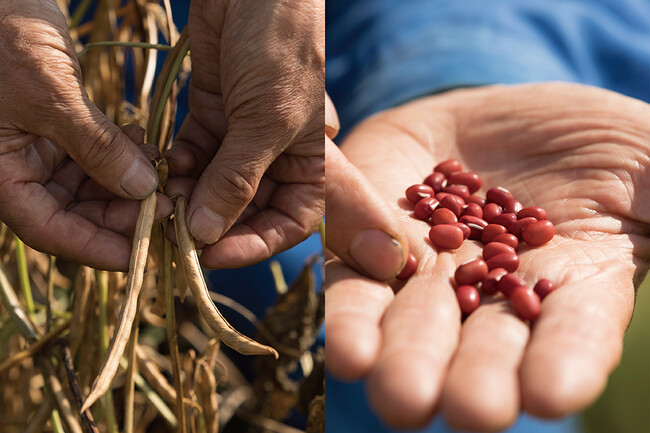 収穫された小豆