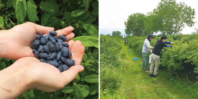 左:繊細なハスカップの実 右:ハスカップの収穫の様子 左:繊細なハスカップの実 右:ハスカップの収穫の様子