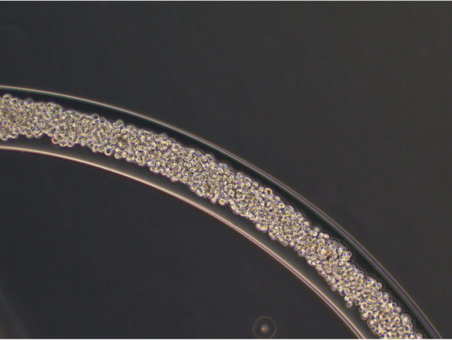 ハイドロゲルで被覆されたひも状細胞塊「細胞ファイバ」の顕微鏡観察像。