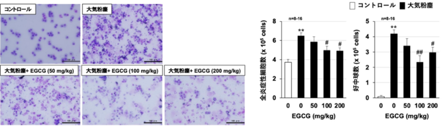 好中球やマクロファージなどの炎症性細胞が染色されている。