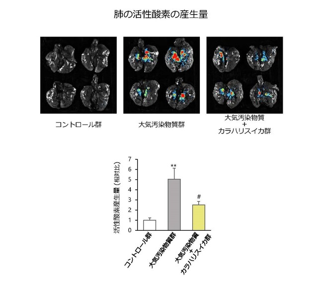 図3:マウスの肺の活性酸素の産生量 ※画像の色付き箇所はマウスの肺中の活性酸素の産生量 図3:マウスの肺の活性酸素の産生量 ※画像の色付き箇所はマウスの肺中の活性酸素の産生量