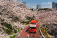 【毎年満員御礼!春限定🌸】混雑知らずの絶景お花見×春の特別アフタヌーンティー!
