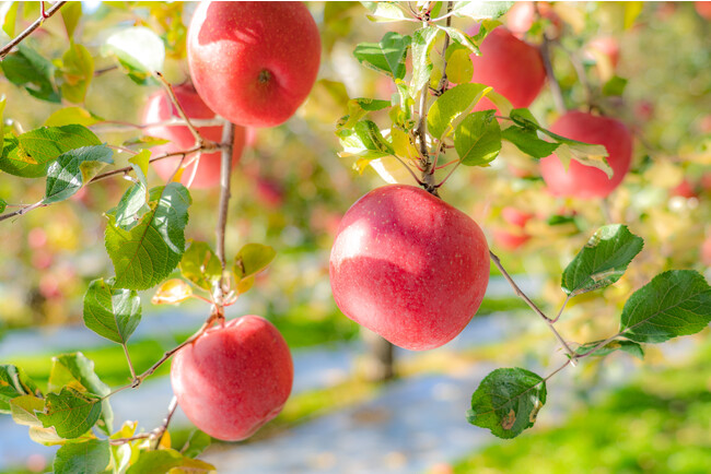 サンふじ サンふじ