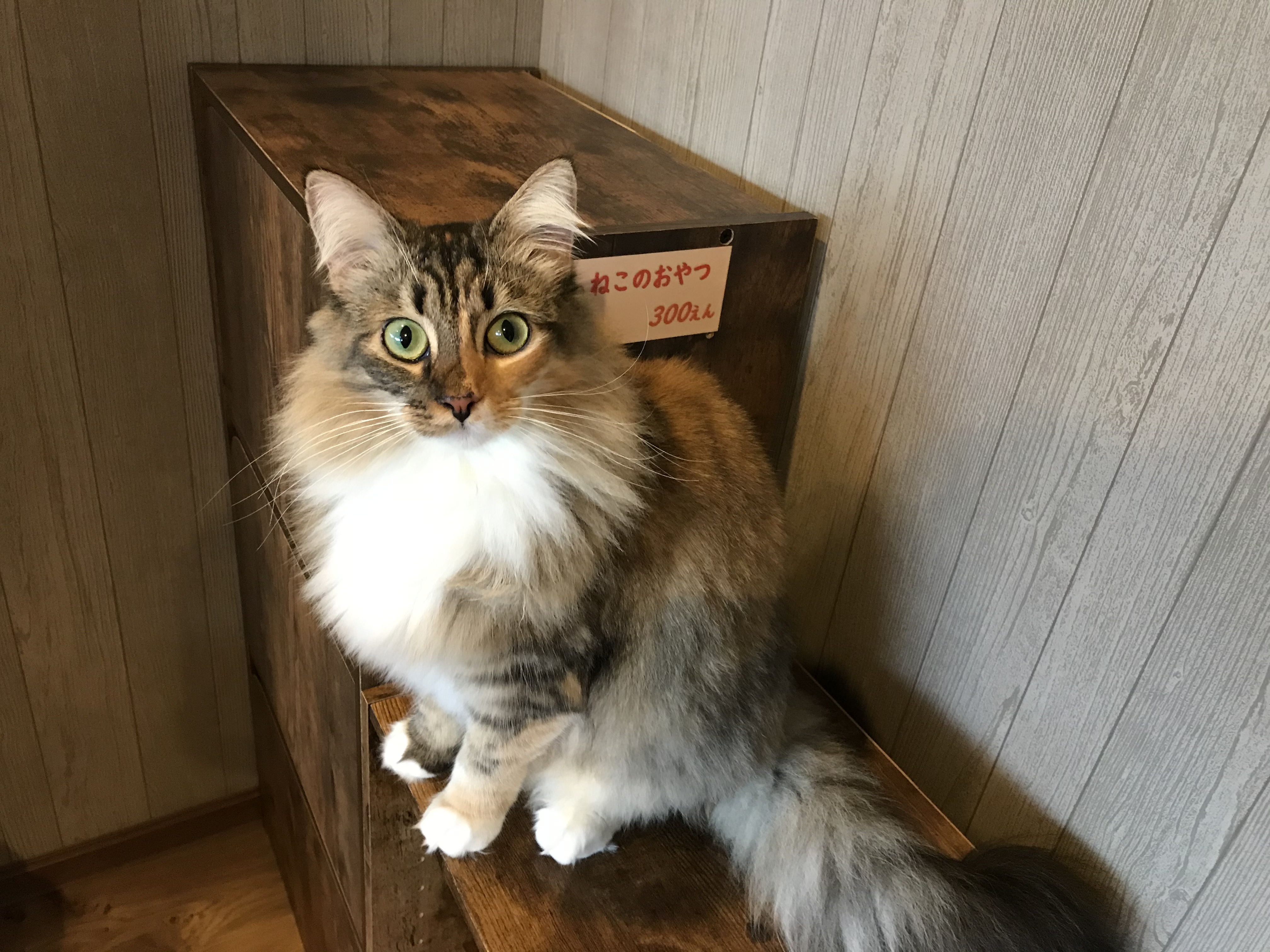 猫アレルギー持ちの猫loverさんに朗報 猫アレルギーの出にくい猫 カフェ Catshouseねこや 年9月17日緑区にてオープン ねこや合同会社のプレスリリース