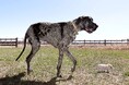 ギネス世界記録 最も背の高い犬と最も背の低い犬が初対面!