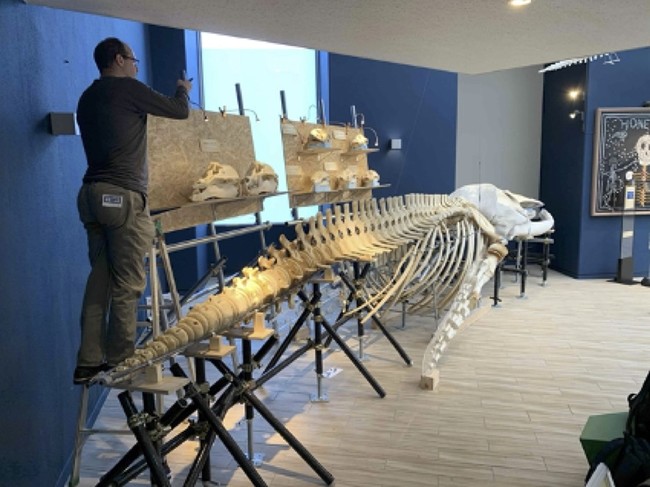 マリンワールドにてクジラ骨格標本のmr実証実験を実施 スチームパンクデジタル株式会社のプレスリリース
