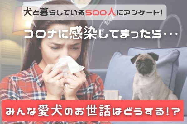 新型コロナに感染した飼い主さんの 0 は自分で愛犬のお世話をした 困ったことは 動物病院の利用 という声も 犬 の飼い主500人アンケート 時事ドットコム