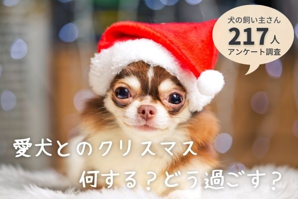 愛犬とのクリスマスは 家でクリスマス をする が145人と最多 愛犬用ケーキを用意する飼い主さんも 飼い主217人アンケート 株式会社plan Bのプレスリリース